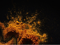 Pure Turmeric Powder from Relli Spices